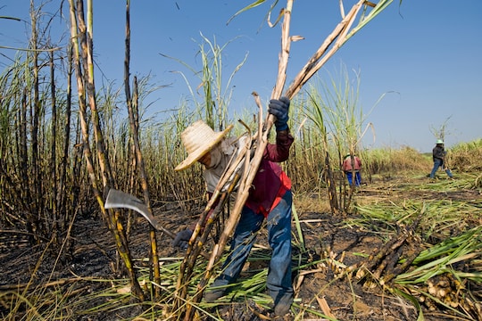 Sugarcane Farmer : साखर कारखानदार अन् शेतकरी संघर्ष अटळ, कारखाने सुरू करण्याबाबत मुख्यमंत्र्यांची घोषणा
