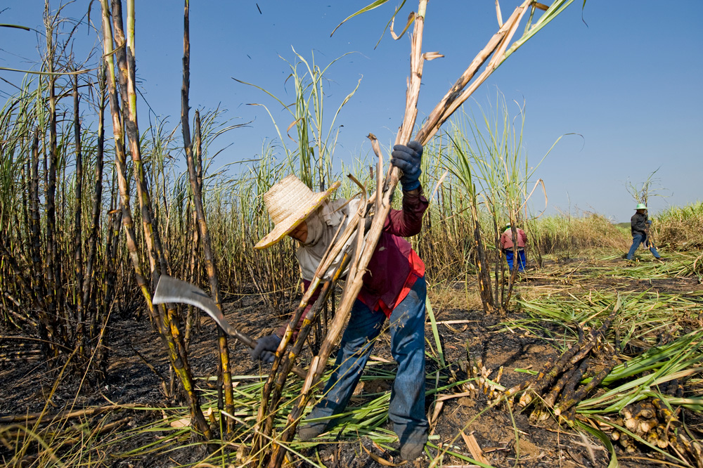 Sugarcane Farmer : साखर कारखानदार अन् शेतकरी संघर्ष अटळ, कारखाने सुरू करण्याबाबत मुख्यमंत्र्यांची घोषणा
