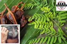 नैसर्गिकरित्या तुमचे केस काळे करू शकते चिंच, पाहा कसा करावा वापर नैसर्गिकरित्या तुमचे केस काळे करू शकते चिंच, पाहा कसा करावा वापर