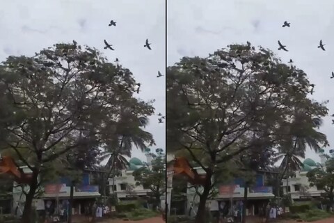 बेजबाबदारपणाची परिसीमा ओलांडणारा हा व्हिडीओ आहे. माणसाच्या बेजबाबदारपणामुळे काही शे पक्षांचा बळी गेला आहे. 