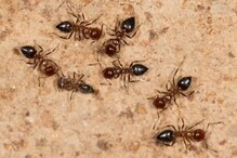 घरात काळ्या आणि लाल मुंग्या येण्याचा काय असतो अर्थ? हे शुभ की अशुभ