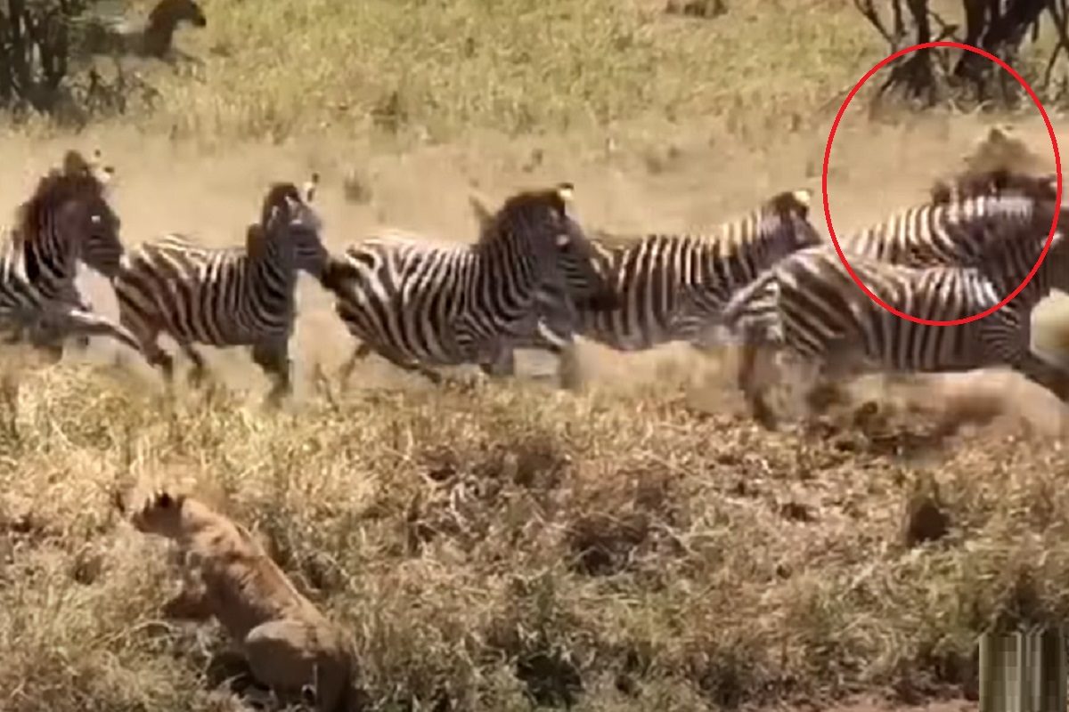 सहज शिकार मिळेल म्हणून सिंहीण झेब्राच्या कळपात शिरली, पण अखेर घडलं असं काही की, शिकाऱ्याचीच शिकार झाली, पाहा Video