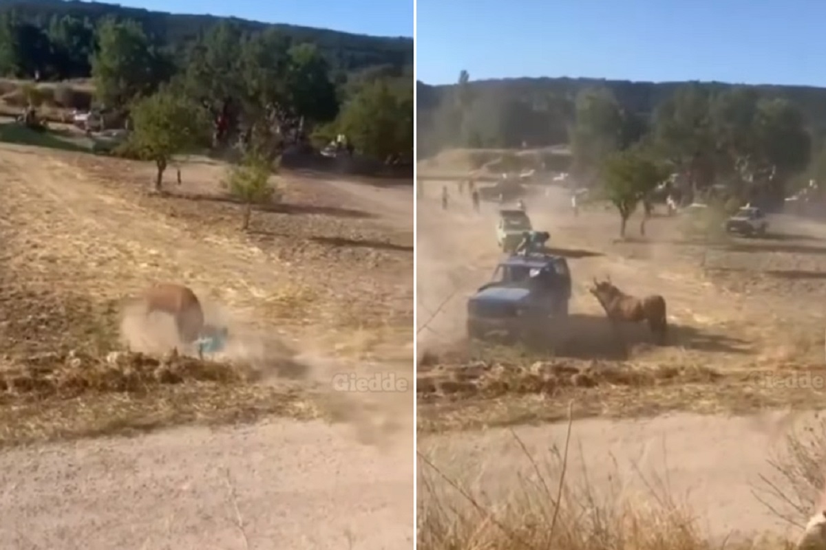 बैलाला पाहाताच गाडीच्या छतावर बसली व्यक्ती, पण त्यानंतर केली अशी चूक, पाहून सगळेच पडले विचारात ; Video Viral