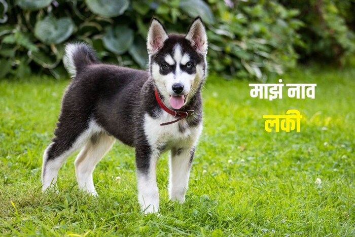 माझं नाव लकी
