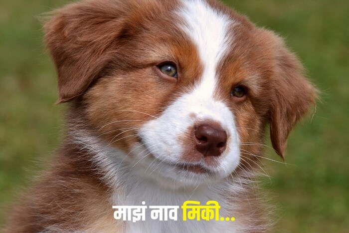 माझं नाव मिकी