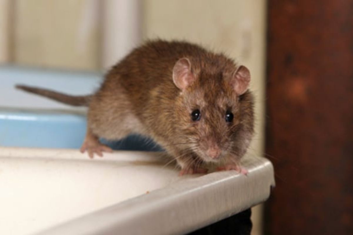 rat kill home remedies
