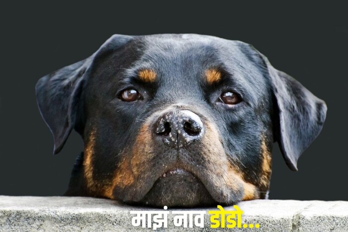 माझं नाव डोडो
