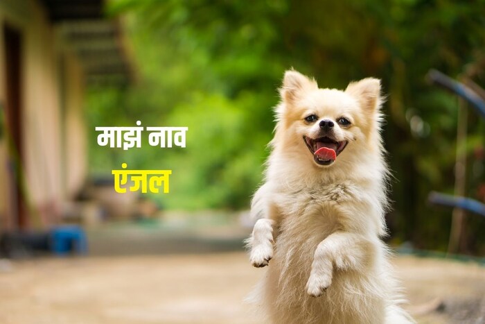 माझं नाव एंजल