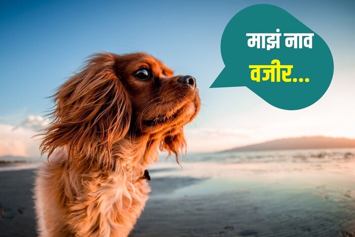 माझं नाव वजीर