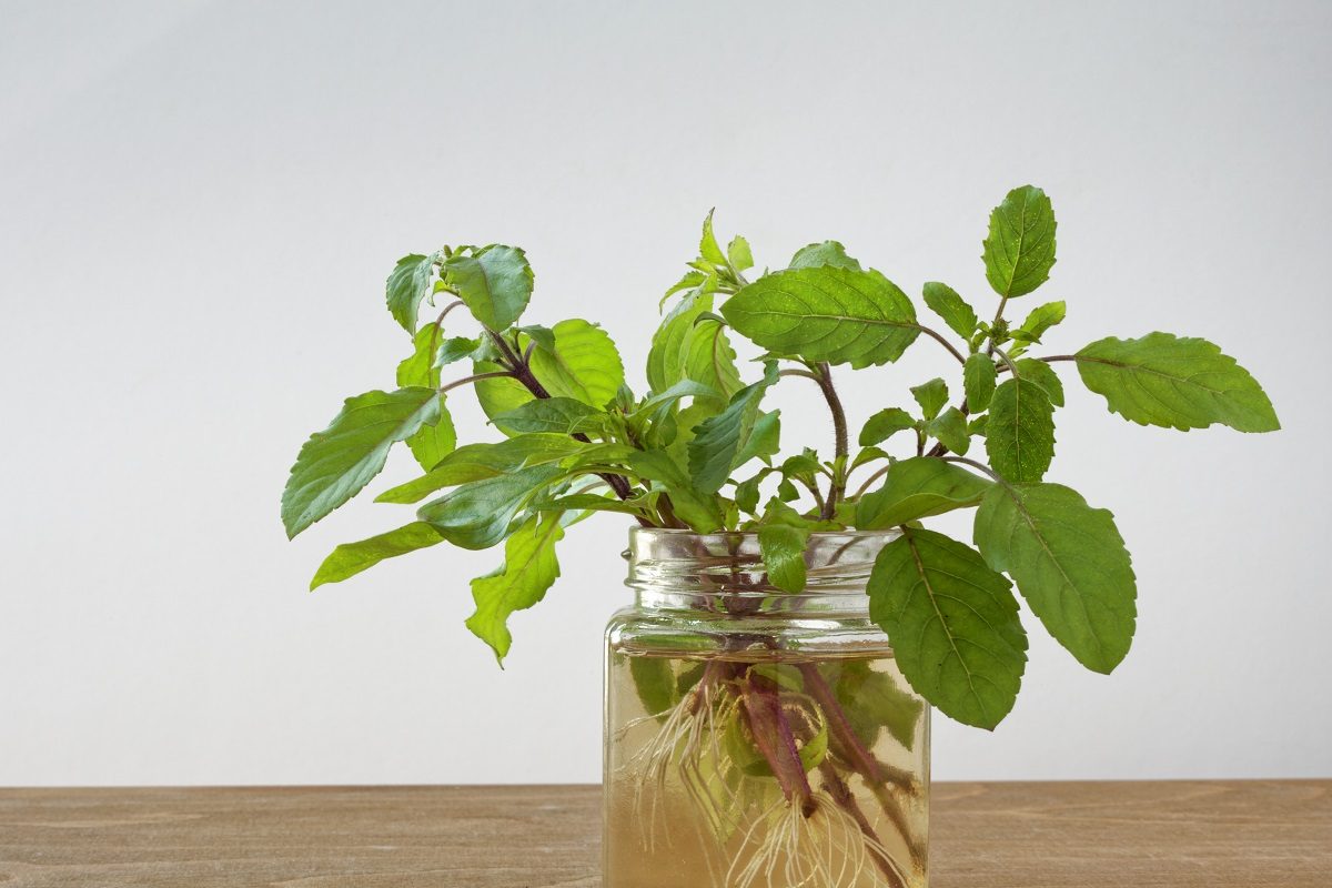 तुळशीचे मूळ संपवेल तुमच्या अडचणींचे मूळ; या पद्धतीनं करून बघा धार्मिक उपाय