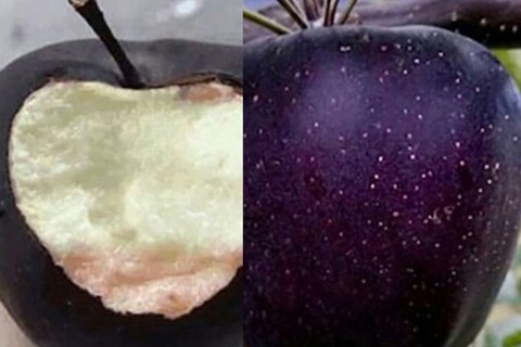 या काळ्या सफरचंदाची (Black apple) किंमत लाल सफरचंदापेक्षा कितीतरी जास्त असते. जर तुम्ही कधी काळं सफरचंद पाहिलं नसेल तर त्याविषयी अधिक माहिती जाणून घेऊया.