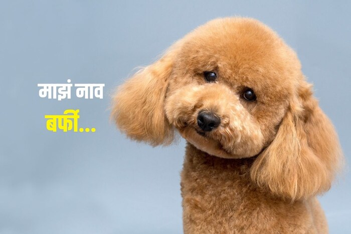 माझं नाव बर्फी