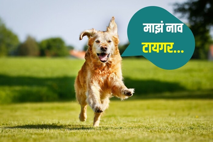 माझं नाव टायगर