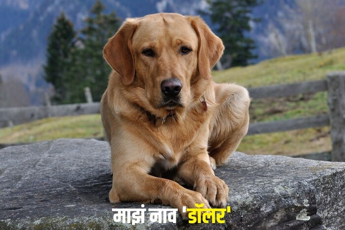 माझं नाव डॉलर