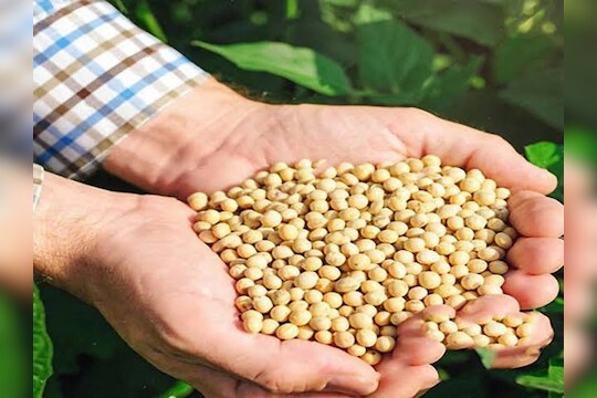 पावसानं पिकांचं मोठं नुकसान, सोयाबीनचे भाव गगनाला भिडणार?