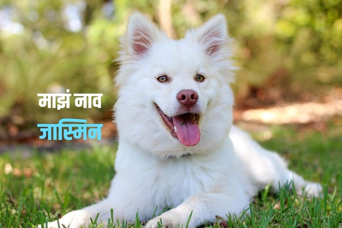 माझं नाव जास्मिन