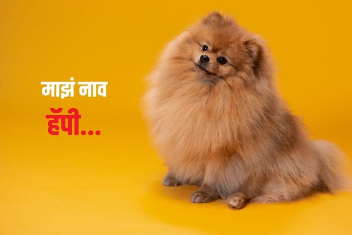 माझं नाव हॅपी