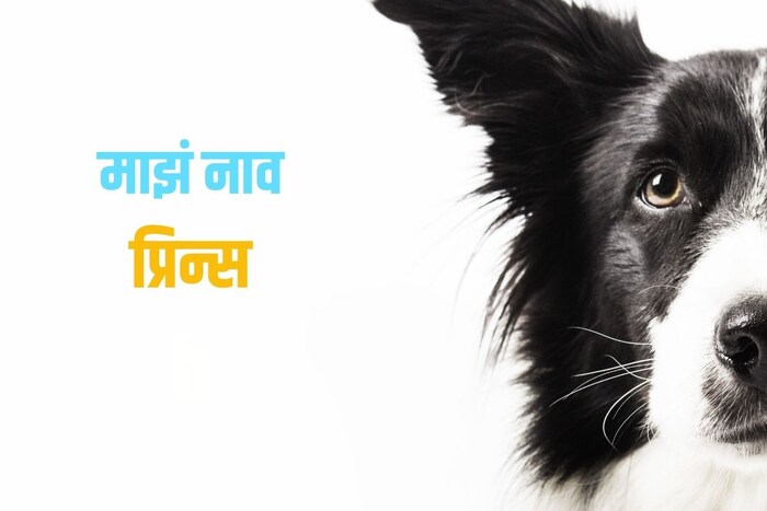 माझं नाव प्रिन्स