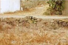 Optical Illusion: शेतात लपलेली मांजर अवघ्या 7 सेकंदात शोधली तर तुम्ही 'जीनियस'