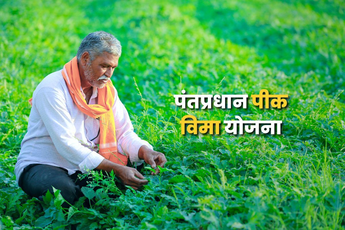 पंतप्रधान पिक विमा योजनेअंतर्गत सर्व पिकांसाठी विम्याची रक्कम वेगळी आहे.