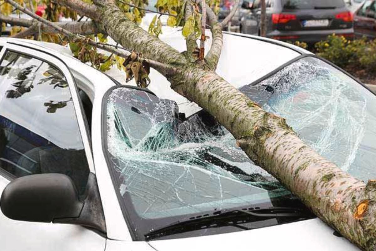 Car Insurance: कारवर झाड पडलं तर मिळणार नाही इन्शुरन्स? वाचा काय सांगतो नियम