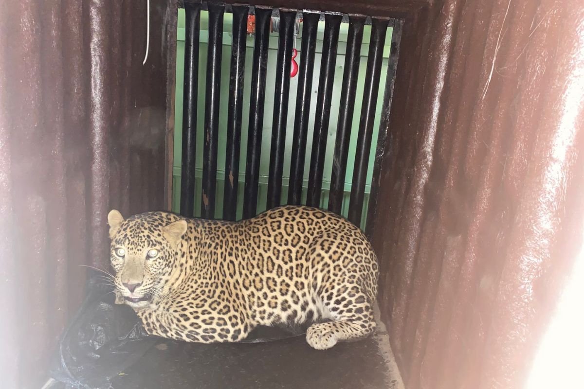 आरेतील नरभक्षक बिबट्या अखेर जेरबंद; दीड वर्षाच्या चिमुकलीचा घेतलेला जीव