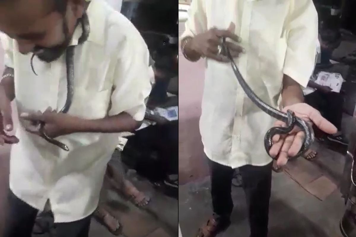 विषारी सापासोबत खेळ करणं जीवावर बेतलं; वर्ध्यातील युवकाचा मृत्यू, थरकाप उडवणारा VIDEO