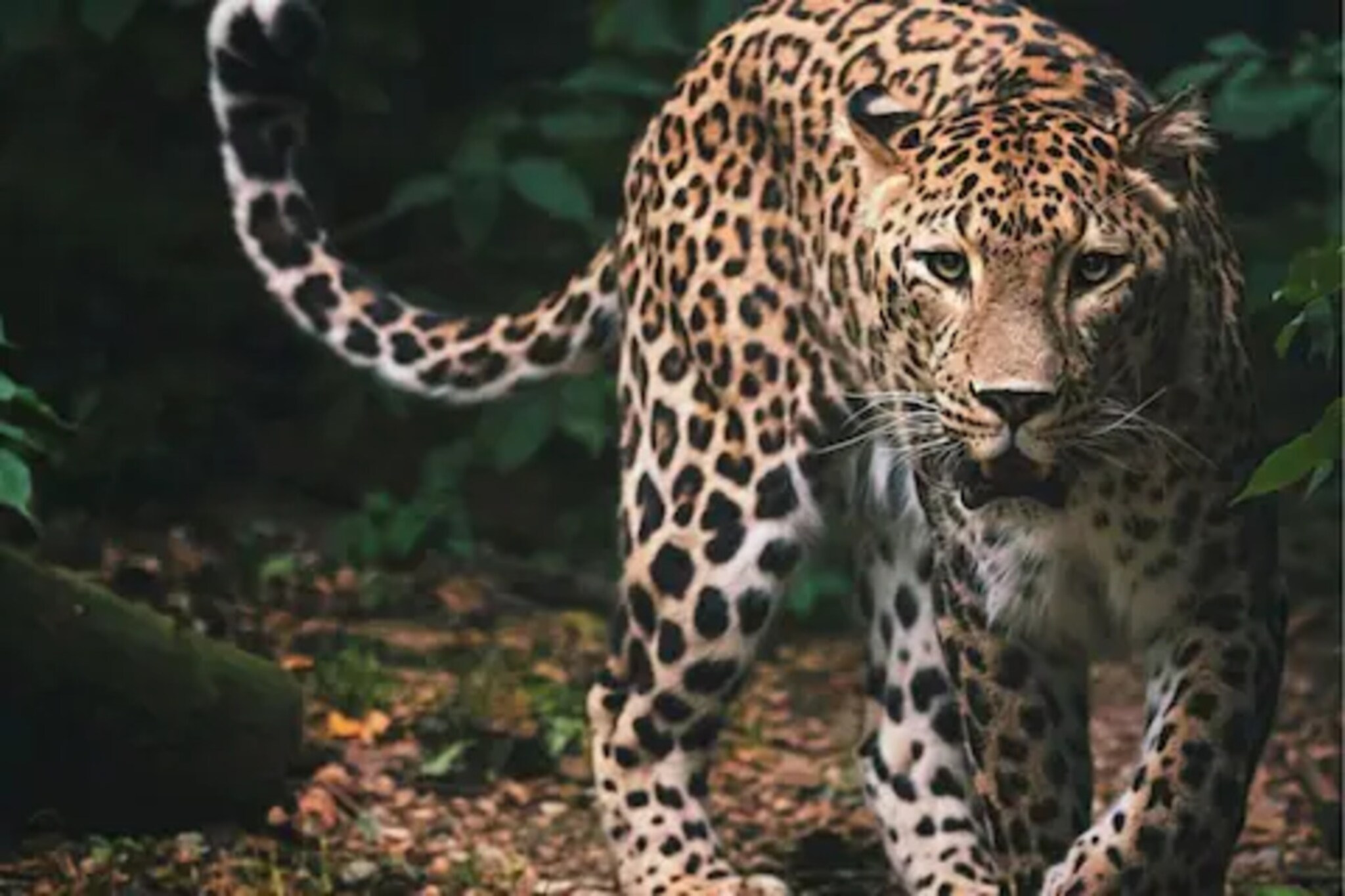 परभणी : बिबट्याचा वासरावर हल्ला अन् घडली भयानक घटना, शेतकऱ्यांमध्ये भीती