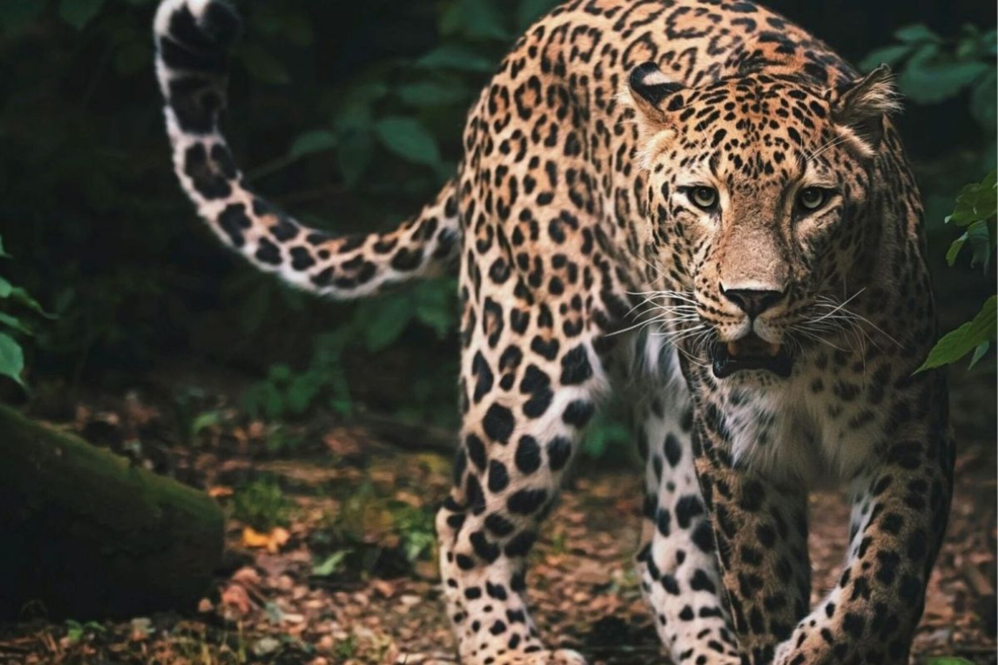 सातारा: शिकारीसाठी आलेला बिबट्या थेट घरात घुसला; पुढे जे घडलं ते.., Video