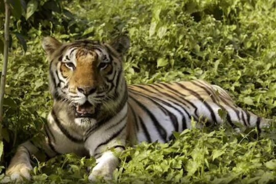 प्रतिकात्मक फोटो