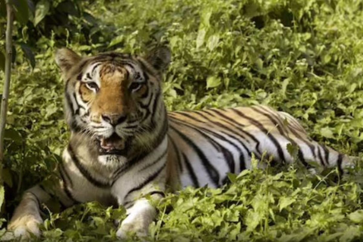 प्रतिकात्मक फोटो