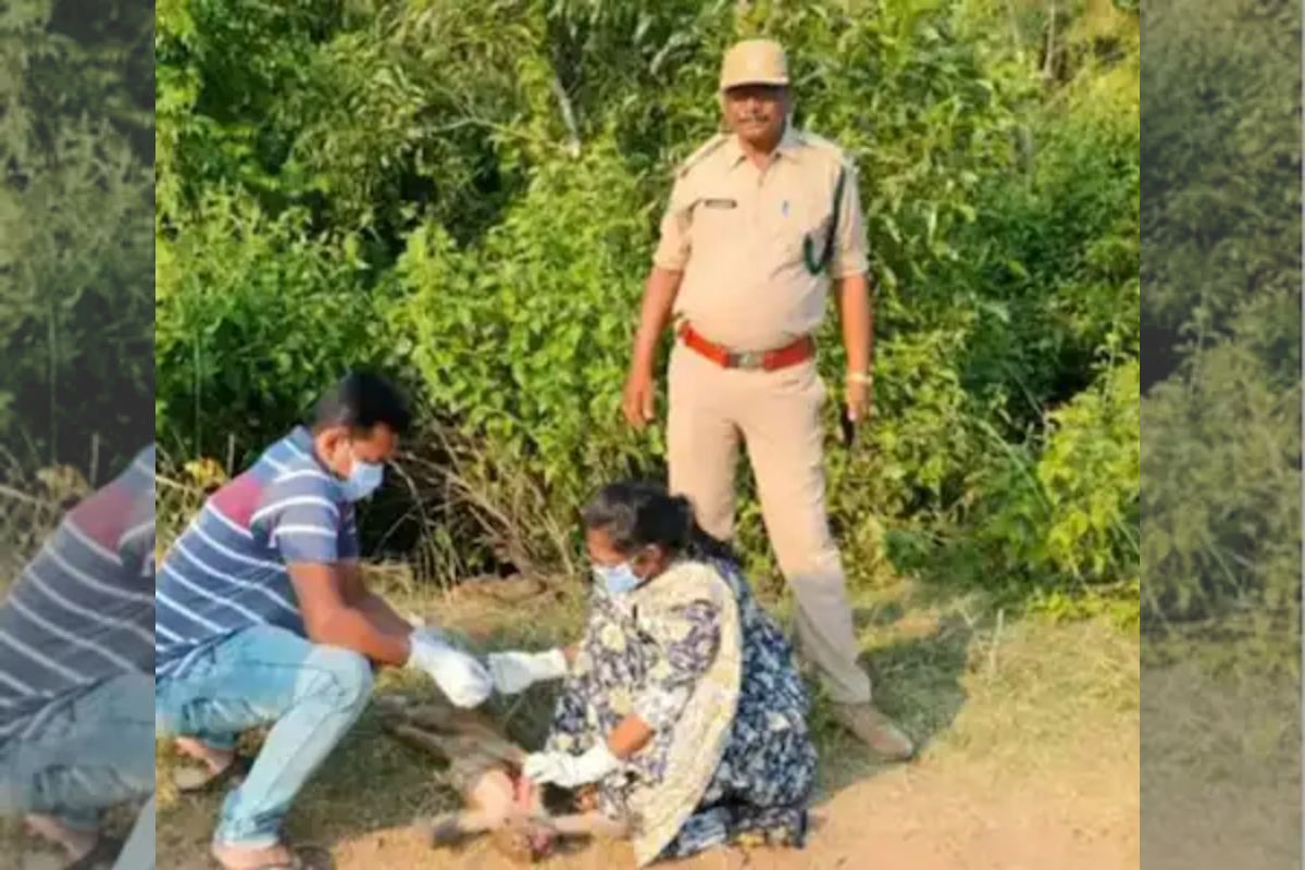 जंगलात आढळले तब्बल 40 माकडांचे मृतदेह, या पूर्वीही घडल्या होत्या अशा घटना