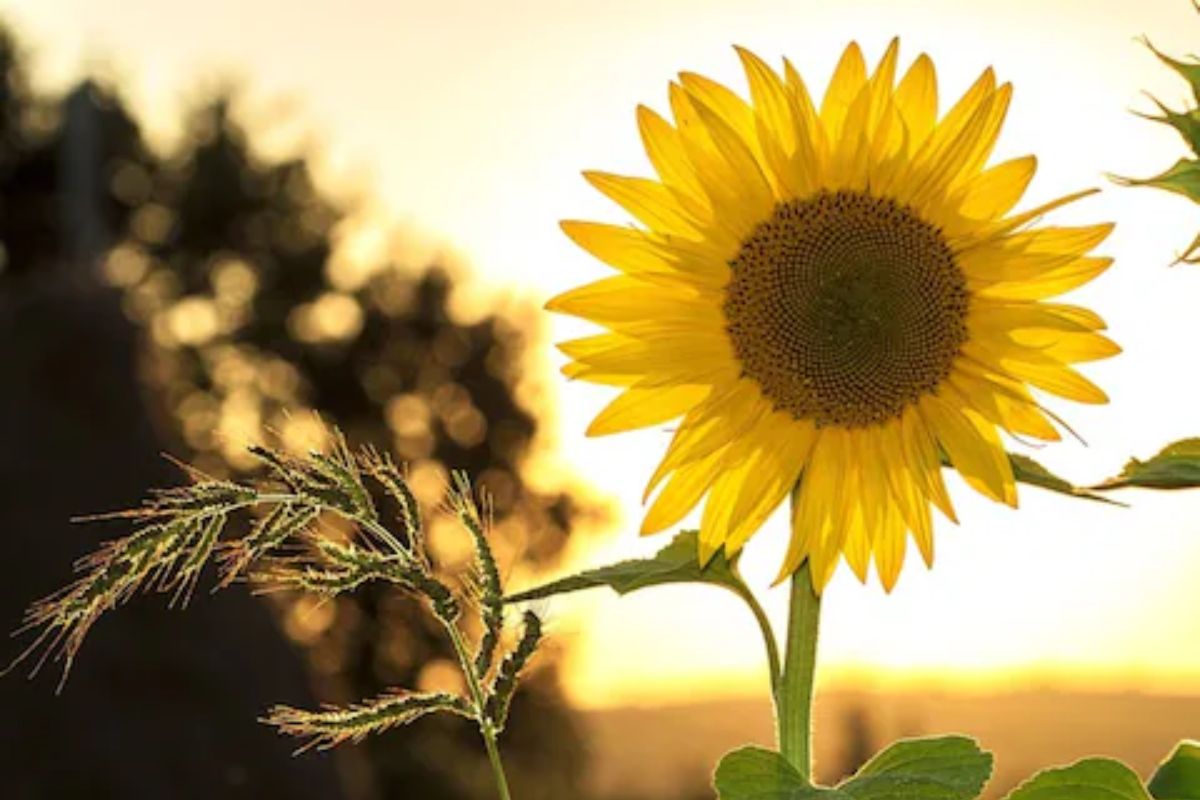 सुर्यफूल