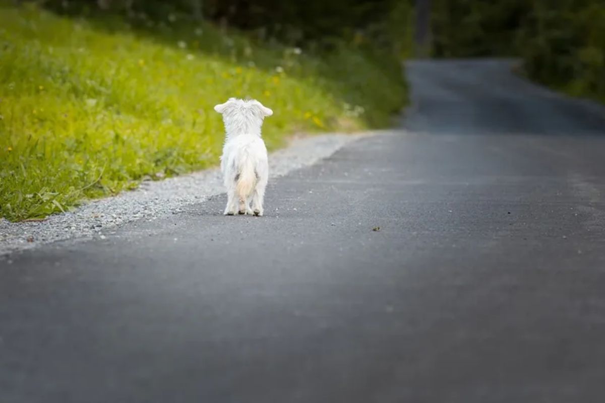 प्राण्यांचा कार अपघात