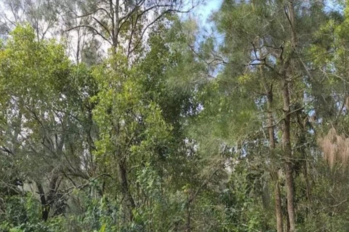 व्हायरल फोटो