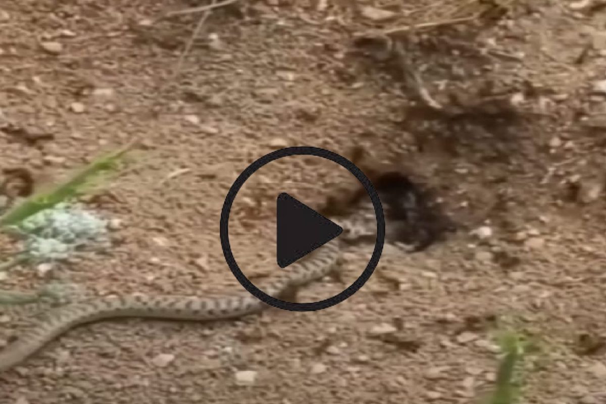 Shocking Video! छोट्या छोट्या मुंग्यांनी केली खतरनाक सापाची शिकार; अक्षरश: लावली वाट