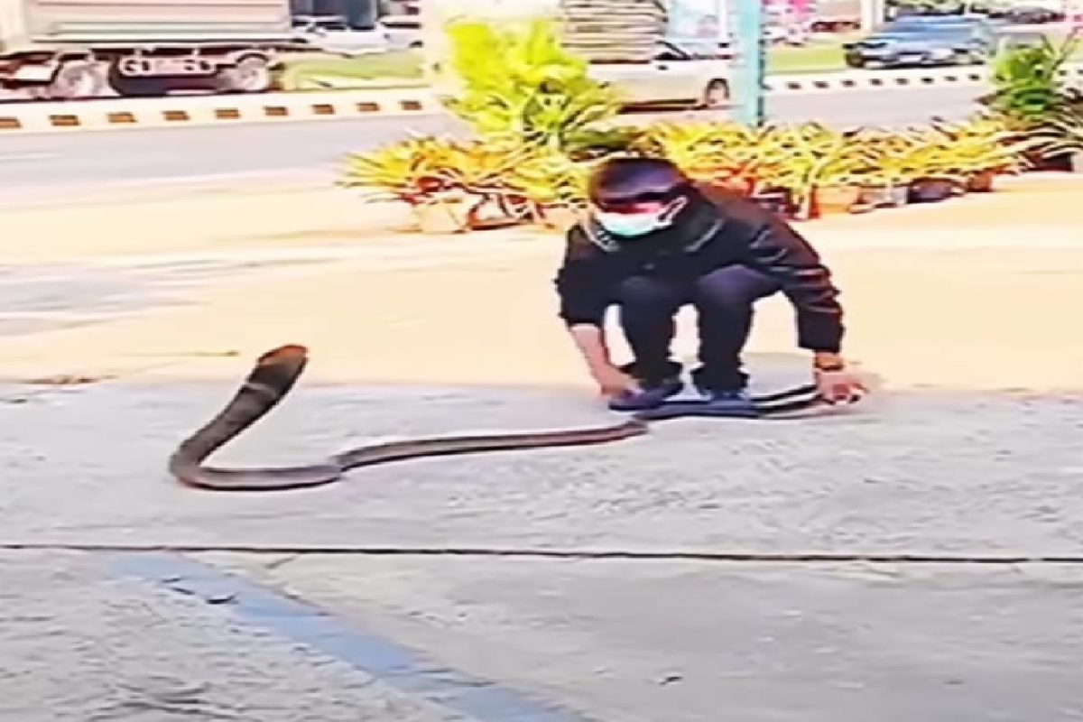 मुलाने धरली किंग कोब्राची शेपटी.