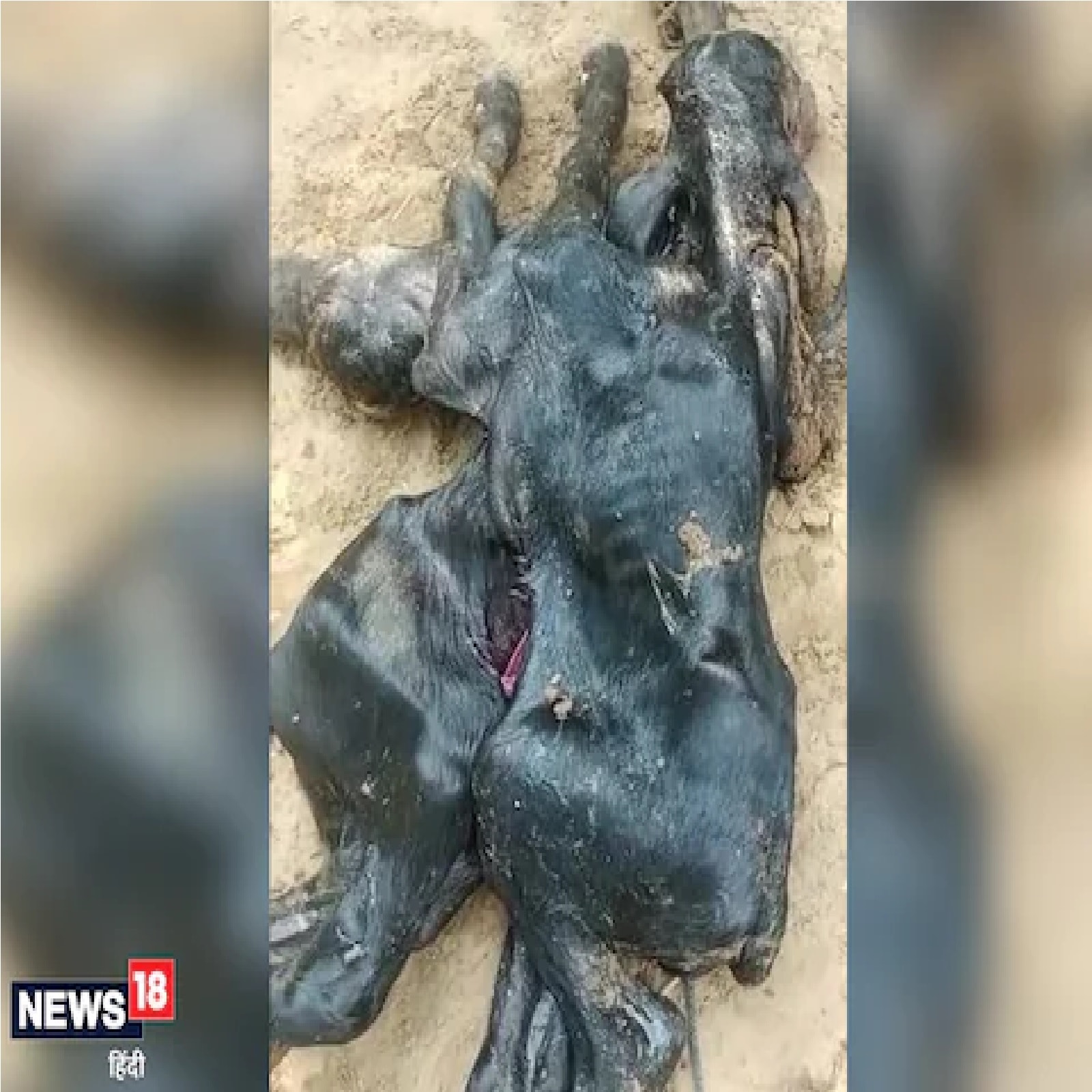 8 पाय, 4 डोळे, 2 तोंडाचं रेडकू.