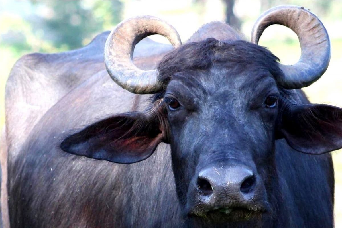 म्हैस आणि तिचं रेडकू चर्चेत. (प्रतीकात्मक फोटो)