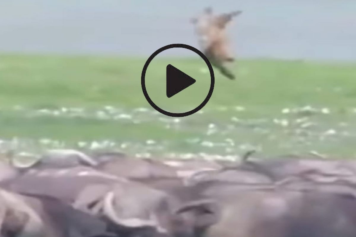 म्हशींचा सिंहावर भयानक हल्ला.