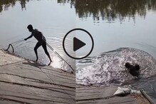 कोब्राला तलावाबाहेर काढण्यासाठी पाण्यात उतरला तरुण; काय झाला शेवट पाहा VIDEO कोब्राला तलावाबाहेर काढण्यासाठी पाण्यात उतरला तरुण; काय झाला शेवट पाहा VIDEO