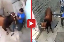 आधी गाईला लाथ मारली मग शेपूट धरुन ओढली आणि लगेच मिळालं कर्माचं फळ, Video Viral आधी गाईला लाथ मारली मग शेपूट धरुन ओढली आणि लगेच मिळालं कर्माचं फळ, Video Viral