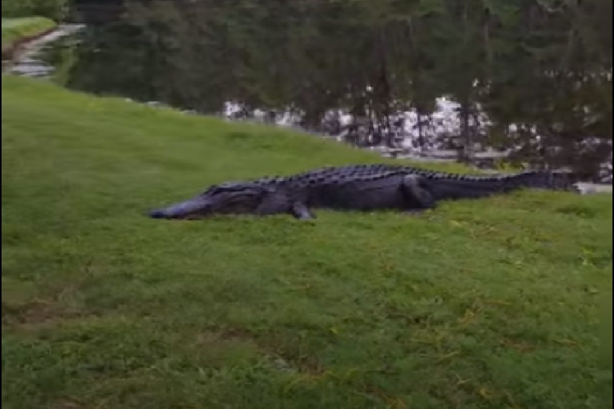 कसं शक्य आहे? मगरीच्या जबड्यात जाऊनही तो जसाच्या तसा जिवंत बाहेर आला; Shocking Video