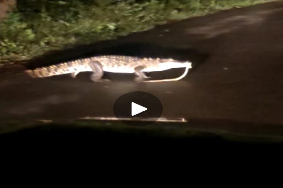 सिंधुदुर्गमध्ये रस्त्यावर मगर.