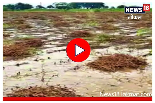 Video : हाताशी आलेलं पिक पावसानं झोडपलं, ऐन दिवाळीत शेतकरी संकटात