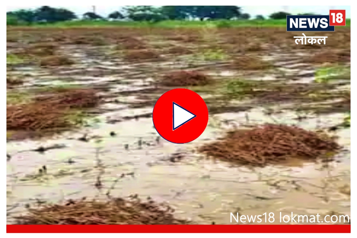 Video : हाताशी आलेलं पिक पावसानं झोडपलं, ऐन दिवाळीत शेतकरी संकटात