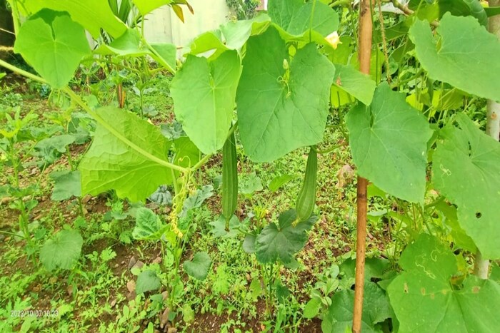 शाळा परिसरात जांभूळ 3, आंबा 2, चिकू 3, आवळा 3, मोसंबी 4, पेरू 2, लिंबू 2, नंदीवाण 1, वड 4, करंजी 1, नारळ 6, गुलाब 4, कढीपत्ता 3 झाडे लावली आहेत.