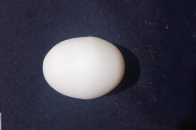 Kolhapur Biggest Egg Photo : अबब! कोल्हापूरच्या कोंबडीने दिलं सर्वात 'भारी' अंडं; पाहूनच तोंडात घालाल बोटं