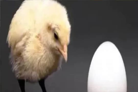 वर्ल्ड एग डे.