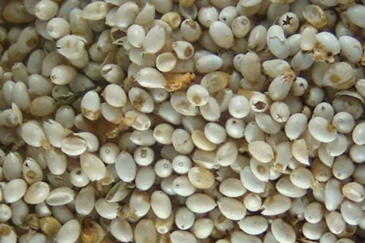 व्हायरल न्यूज